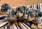 Miniature Dachshund puppies