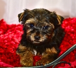 Perfect Valentine Yorkie Female Puppies