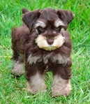 AKC Toy/Miniature Schnauzer Male Puppies