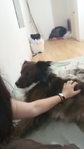 Rehoming for three dogs and ball python snake