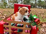 AKC CHAMPION BLOODLINE CAVALIER KING CHARLES SPANIEL