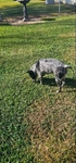 Blue Heeler