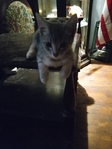 Grey Kittens/ male and female