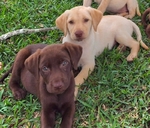 AKC LAB PUPPIES