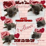 AKC Valentine Applehead Chihuahuas