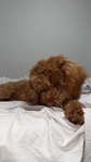 Male Mini Goldendoodle