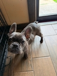 Female frenchie