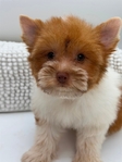 Extra Fluffy AKC Male Chihuahuas