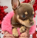 Beautiful AKC Female Chihuahua