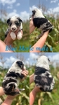 Mini Australian shepherd’s