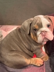 AKC English Bulldog Puppies