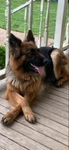 Coming Soon! AKC Champion Line German Shepherd Pups!