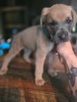 Cane corso puppies! Ready to go!