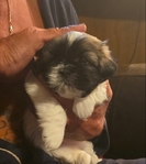 Shih tzu puppies