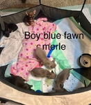AKC Chihuahuas ready 10/1/25