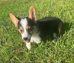 Adorable Corgi pups!