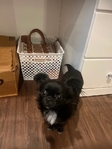 AKC registered Apple Head Long haired Chihuahua Female
