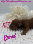 AKC Chocolate & Tan Female Yorkies