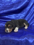 Beagle Puppies AKC
