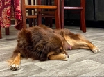 Miniature Australian shepherds