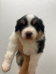 Mini Aussie