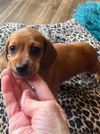 Mini Dachshunds pups