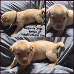 AKC Labrador Retriever Puppies