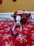 Boston Terrier Puppies