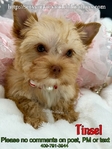 Precious Golden Female Yorkie