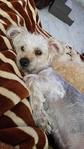 ShorkyPoo For Sale