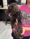 Goldendoodle Puppies - Last Two