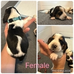 Basset hounds puppies