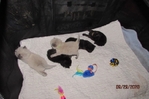 ragdoll kittens for sale