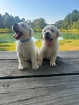 English Bred Yellow Labrador Puppies Available