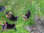 German Shepherd Pups