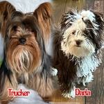 AKC Male & Female Adult Yorkies for Adoption