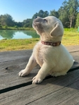 English Bred Yellow Labrador Puppies Available