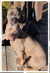 ABKC Bully puppies 4 sale
