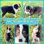 ASDR TOY AUSTRALIAN SHEPHERDS