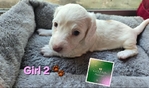 >🐾 BEAUTIFUL AKC MINI DACHSHUNDS AVAILABLE IN SETX! 🐾