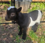 Nigerian Goats Bottle babies