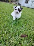 Parti Yorkies