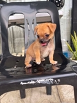 Pug Chiuahau mix
