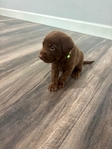 AKC Registered Chocolate Lab Puppies