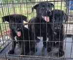 German Shepherd Puppies