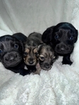 Mini Longhair Dachshunds