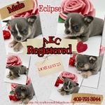 AKC Valentine Applehead Chihuahuas
