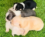 Chihuahua puppies Look!
