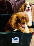 Cavalier King Charles spaniel