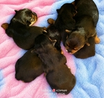 Yorkshire Terrier puppies.